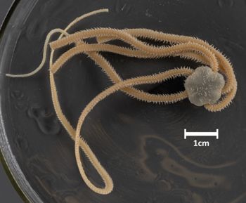 Media type: image;   Invertebrate Zoology OPH-3382 Aspect: dorsal